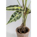 KARE roślina dekoracyjna ALOCASIA 80 cm - 3