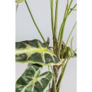 KARE roślina dekoracyjna ALOCASIA 80 cm - 4
