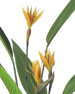 KARE roślina dekoracyjna PARADISE         FLOWERS 190 cm