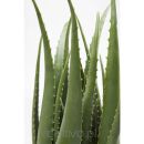 KARE roślina dekoracyjna ALOE 69 cm - 3