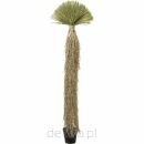KARE roślina dekoracyjna YUCCA ROSTRATA   240 cm - 2