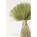 KARE roślina dekoracyjna YUCCA ROSTRATA   240 cm - 3